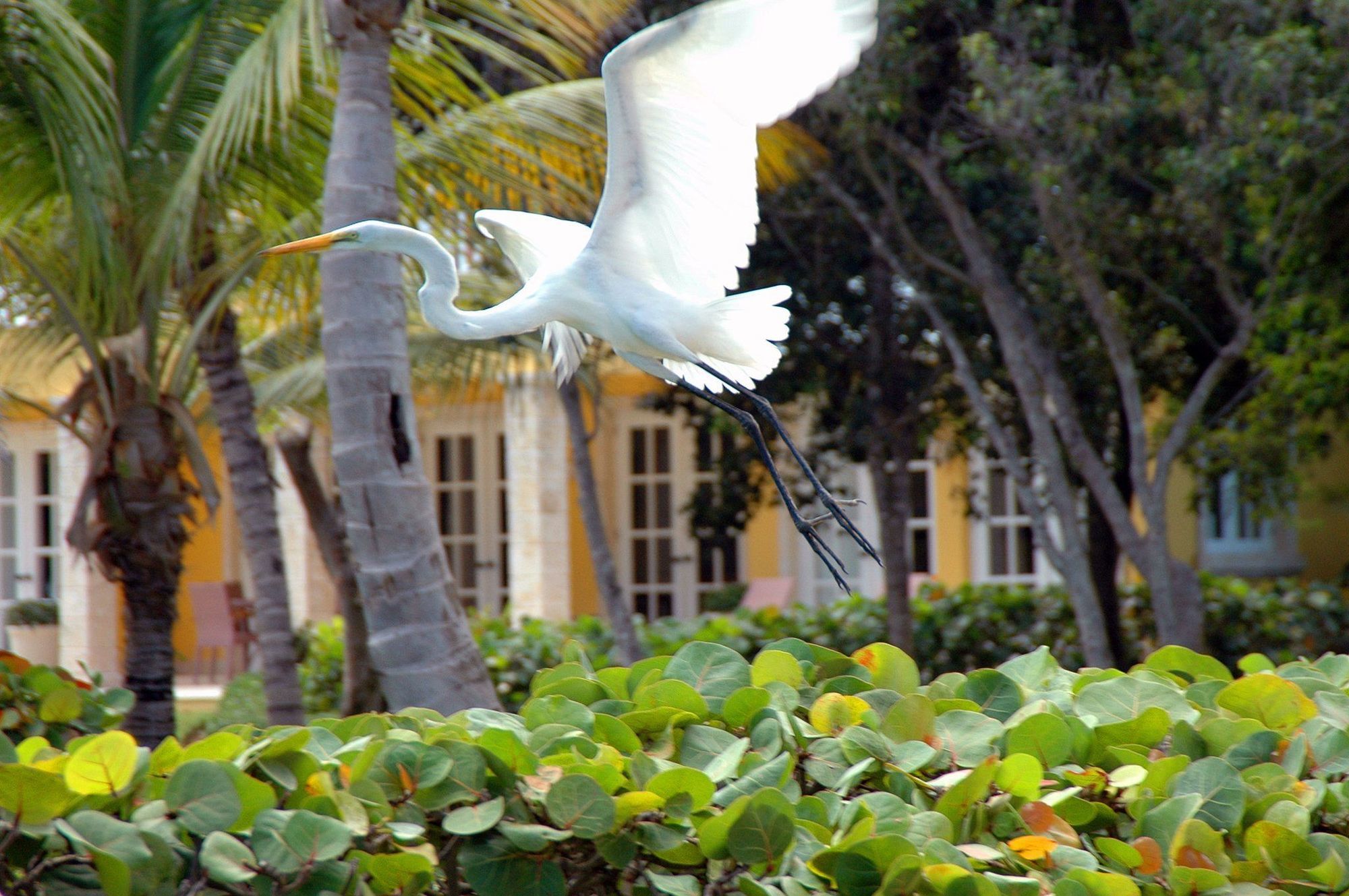 Tortuga Bay